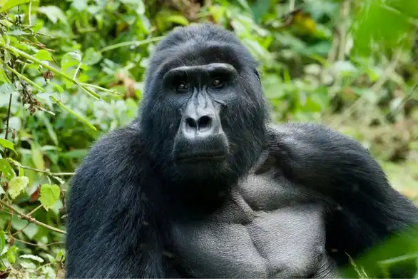 Ruanda